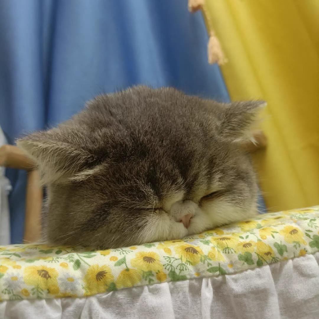 皮皮虾虾皮皮