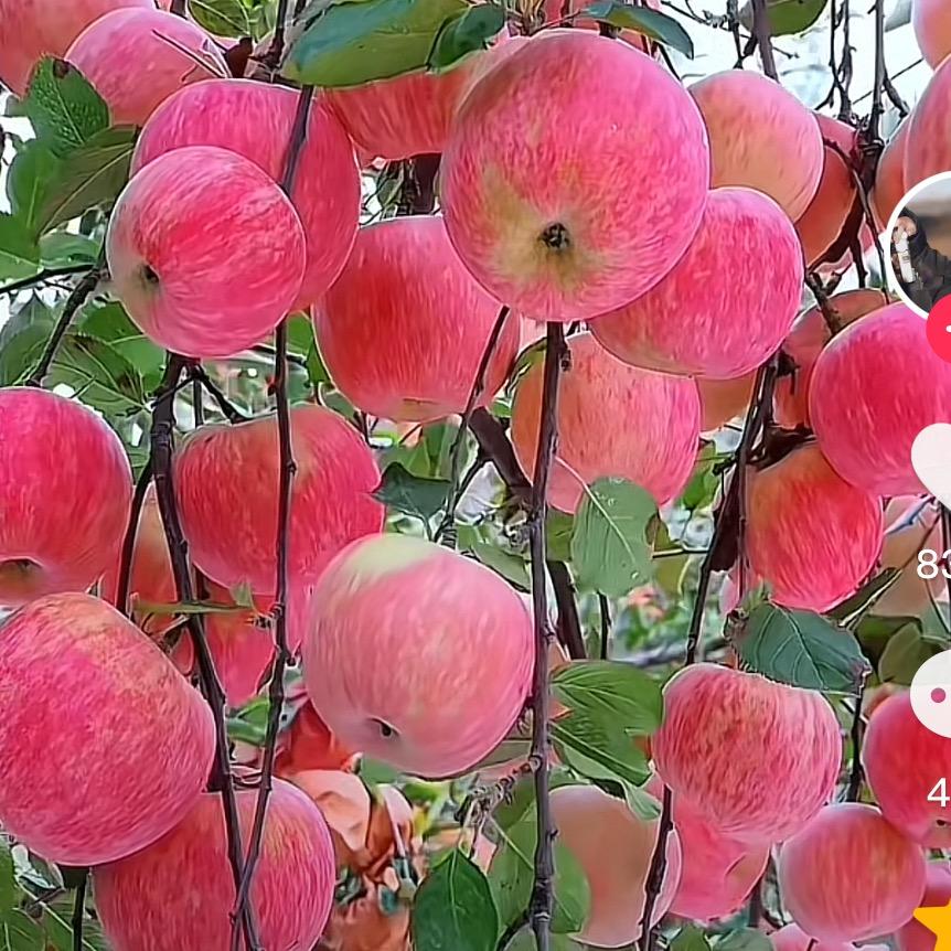 经典果然