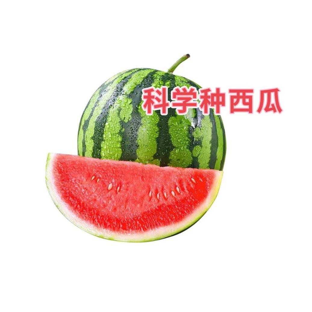 小霞西瓜高产管理