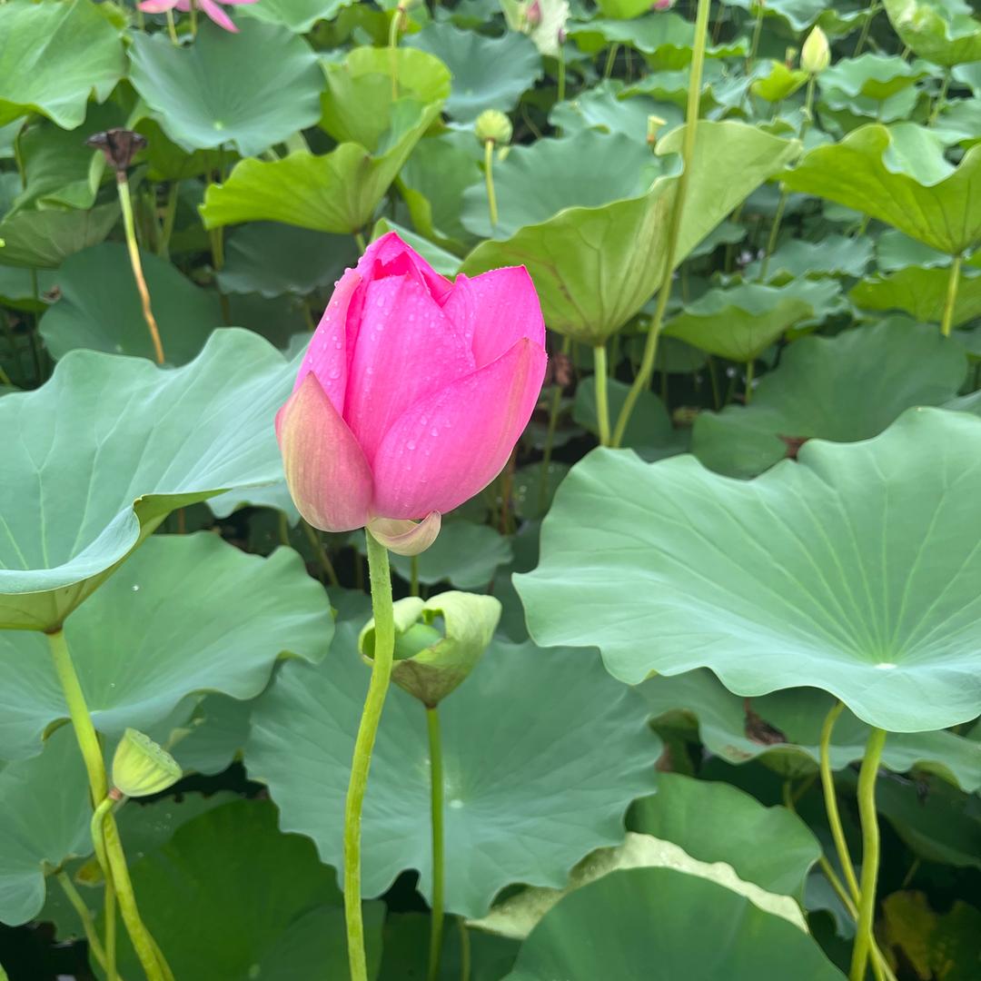 春风，