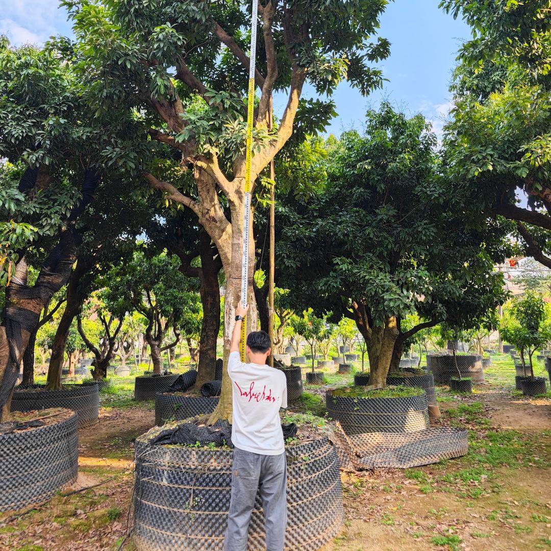 权记荔枝种植场hahahha