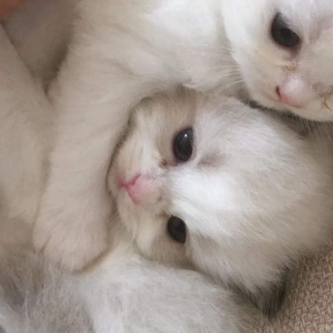 太善良了
