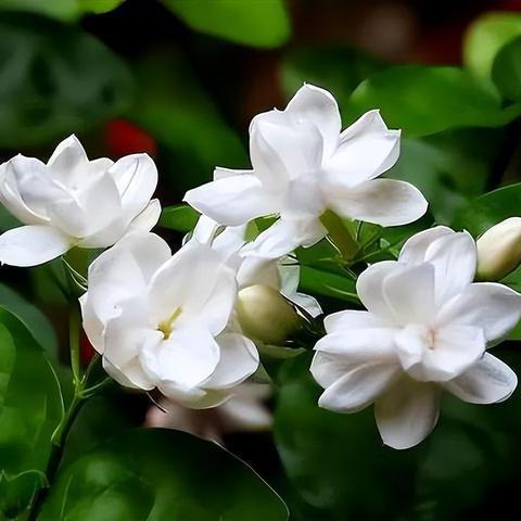 收茉莉花老根