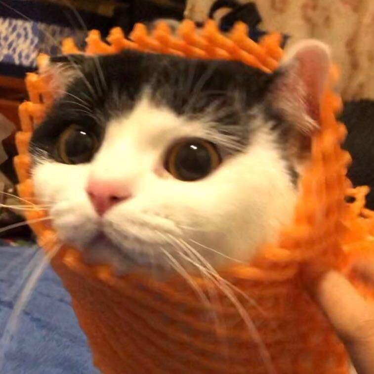 熊圆圆有多圆
