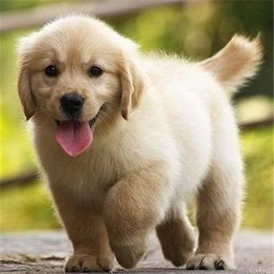 麦小狗-CKU泽恩犬舍