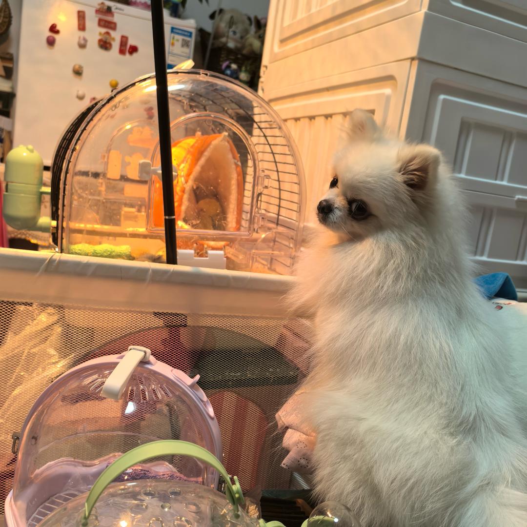 雪球小可爱的一大家子