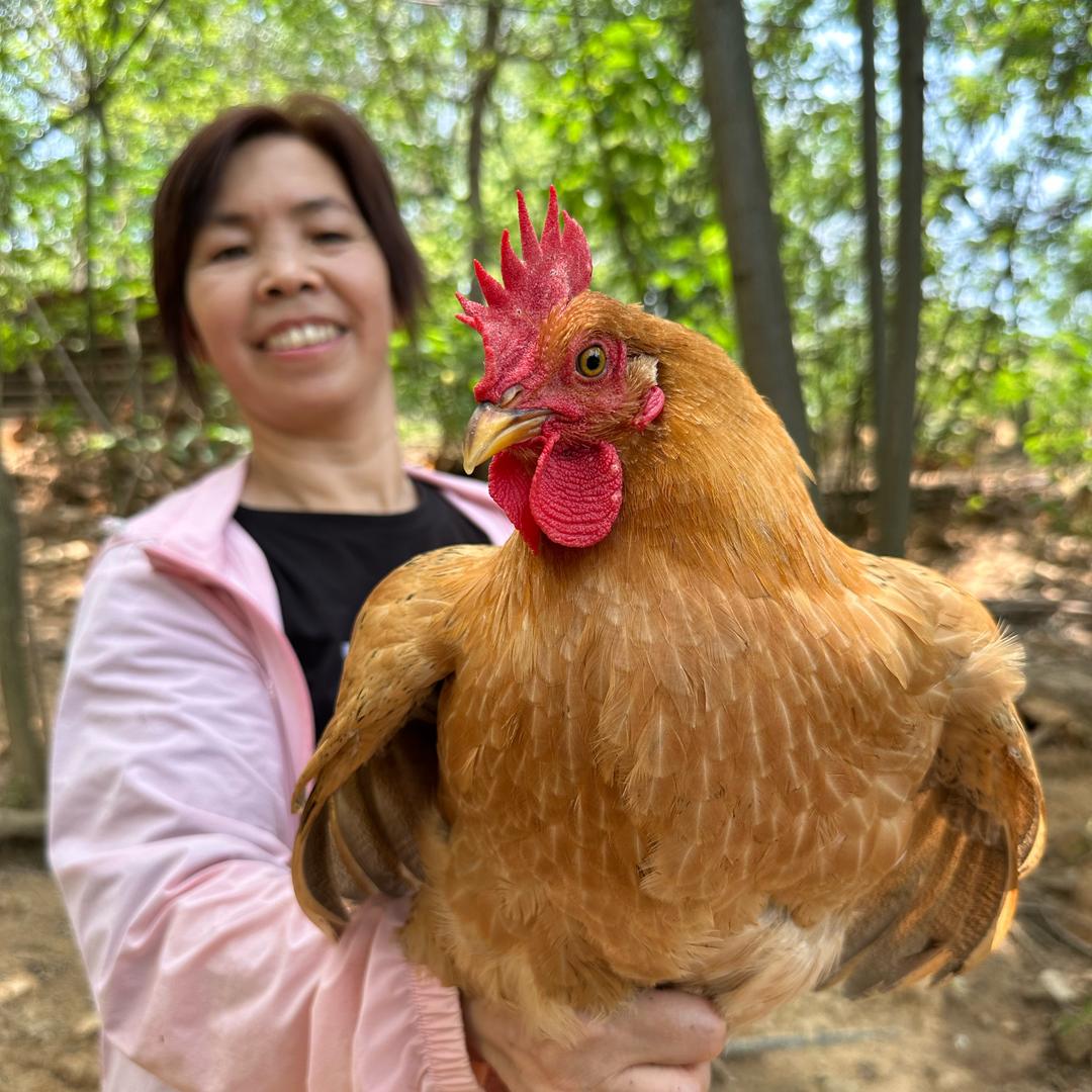 罗姐生态土鸡土鸡蛋