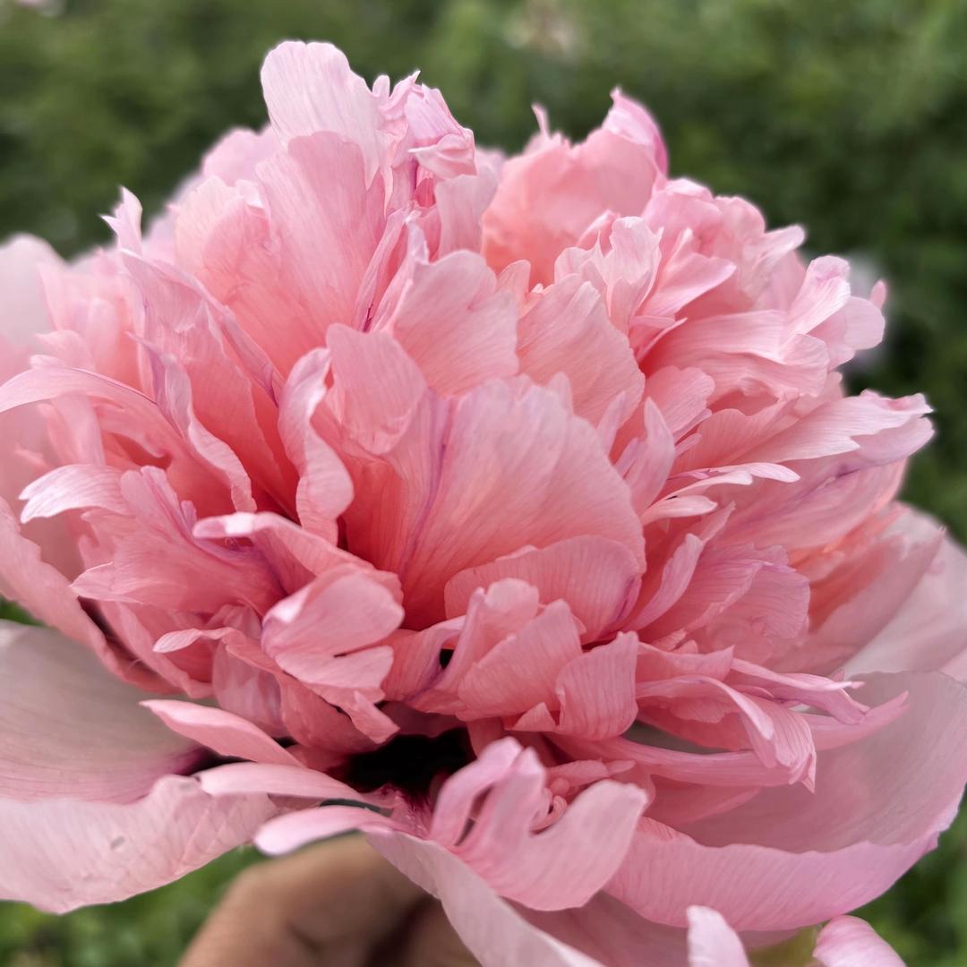 甘肃高原紫斑牡丹