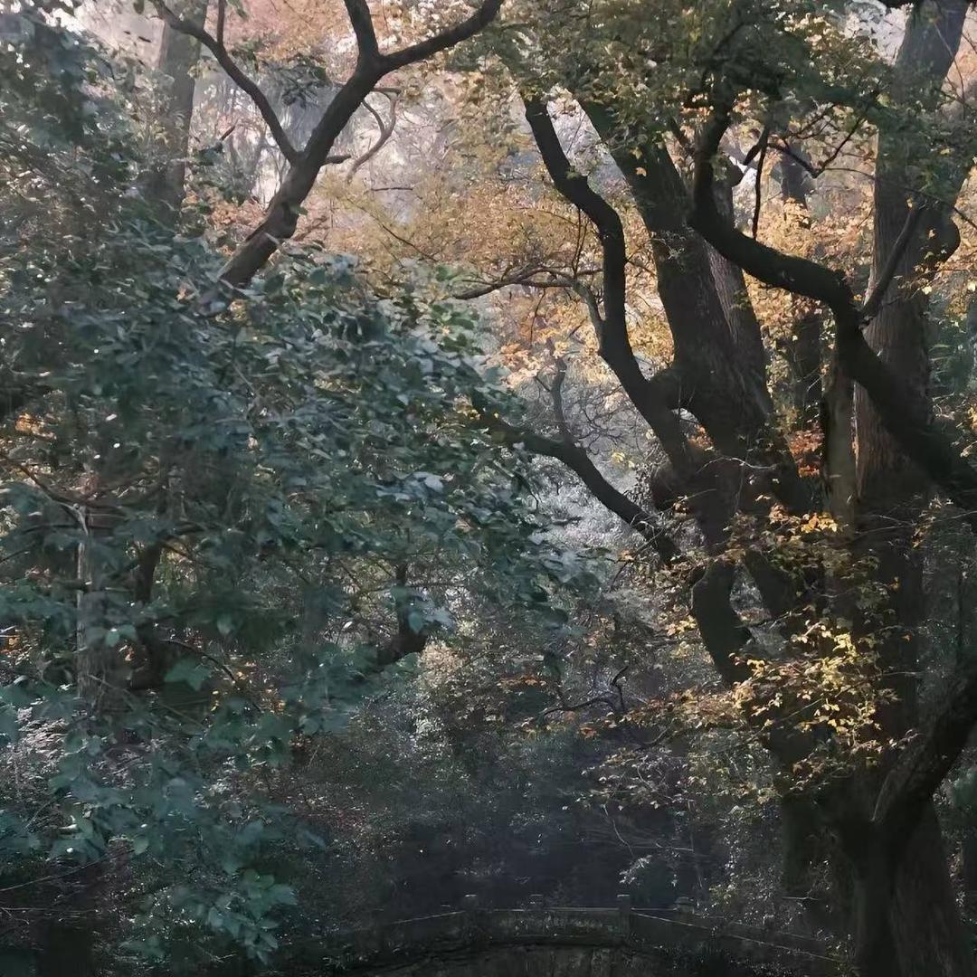 广州市榕扇直播号