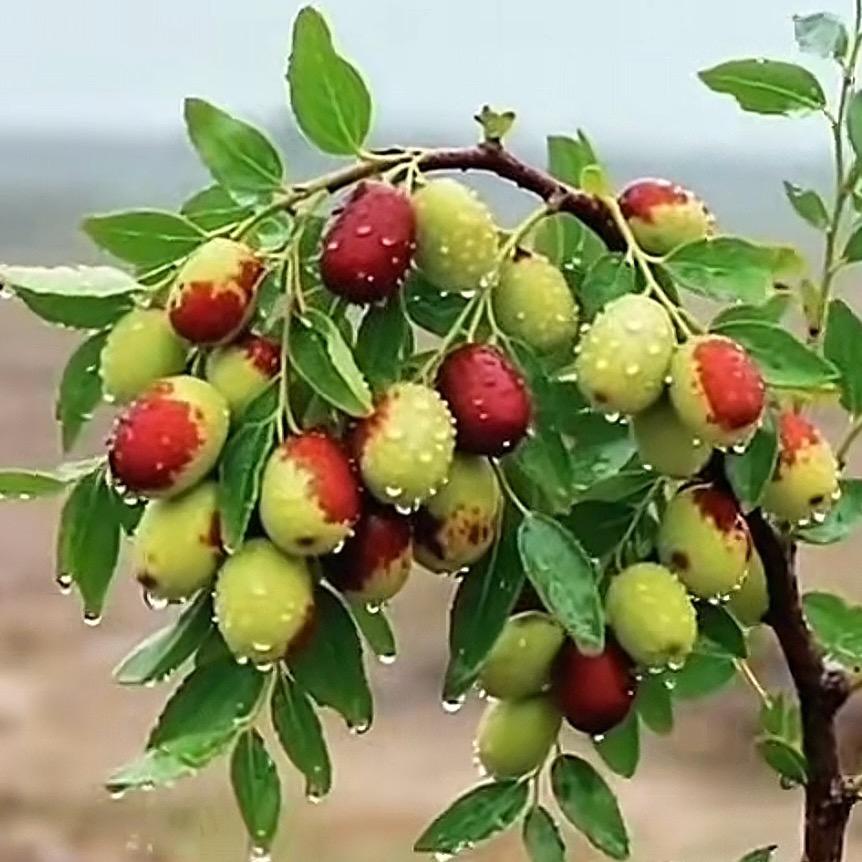 英子