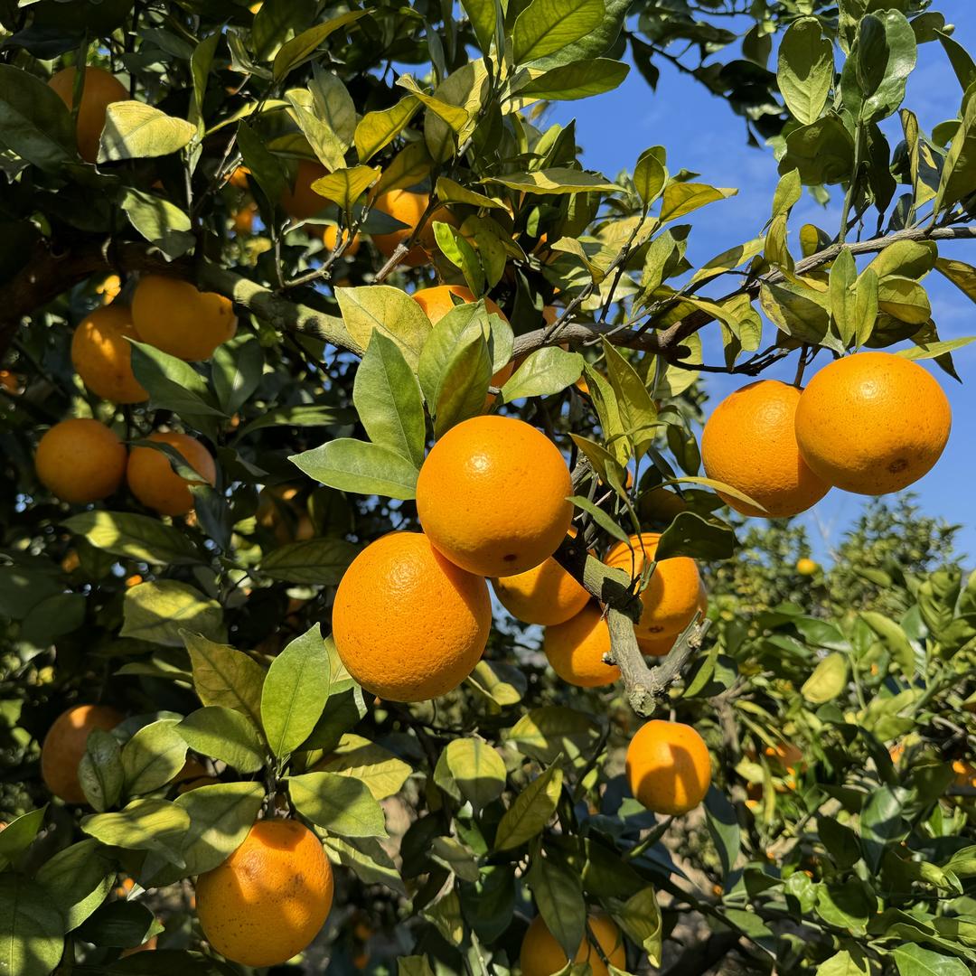 爱西赣南脐橙