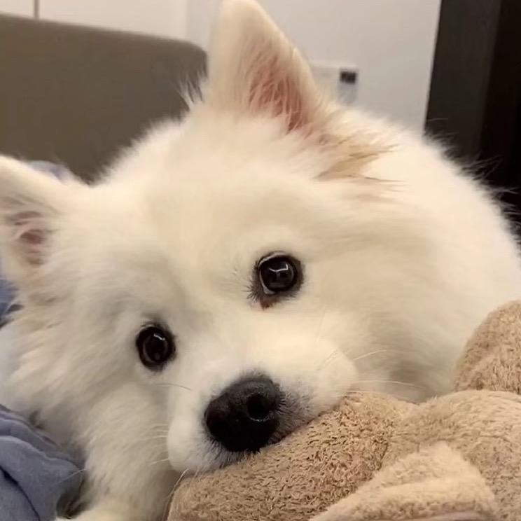 土豆喜欢马铃薯（已减24）