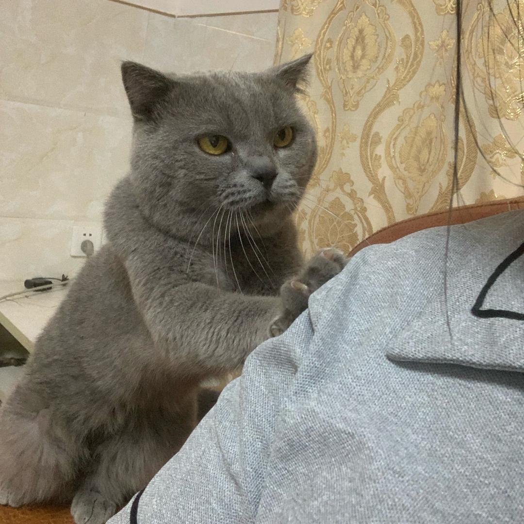 🌈猫猫