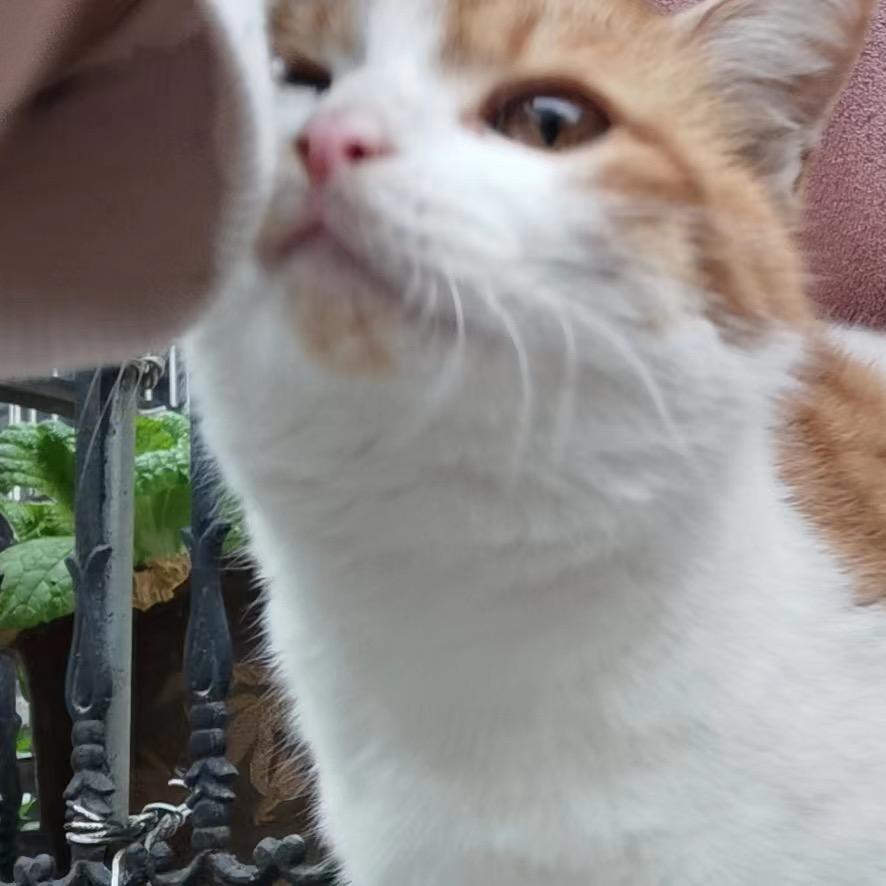 毛糊糊