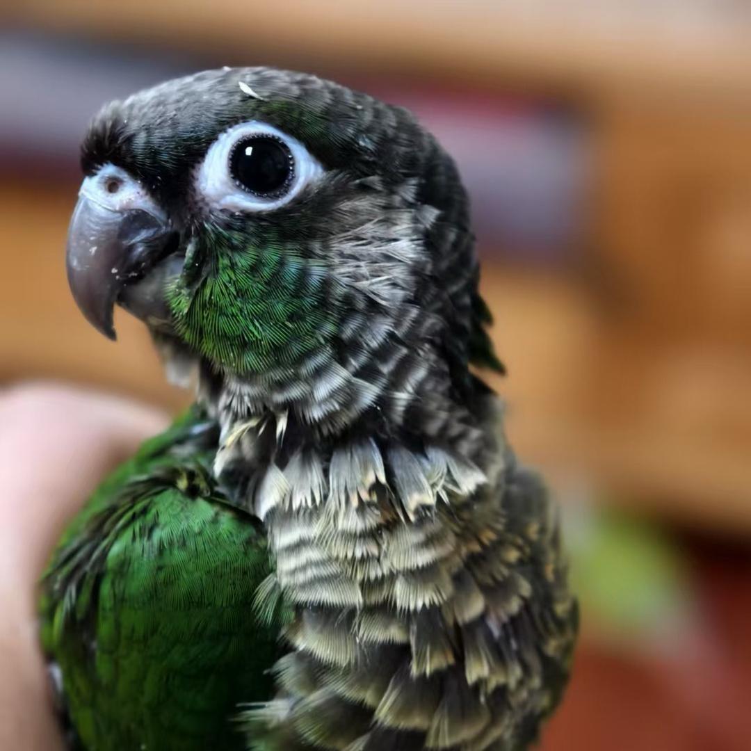 广汉叮当手养鹦鹉