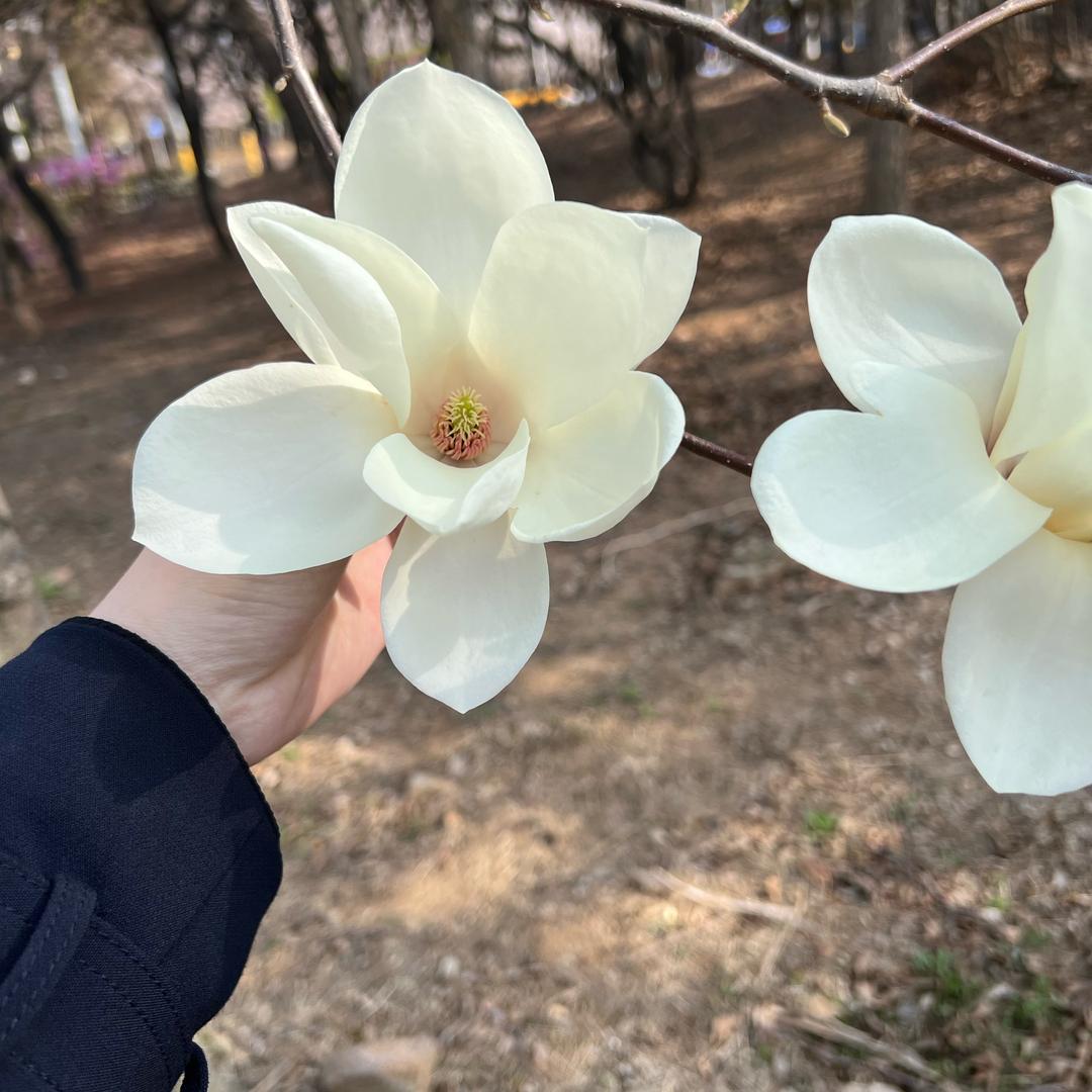 樱花🌸