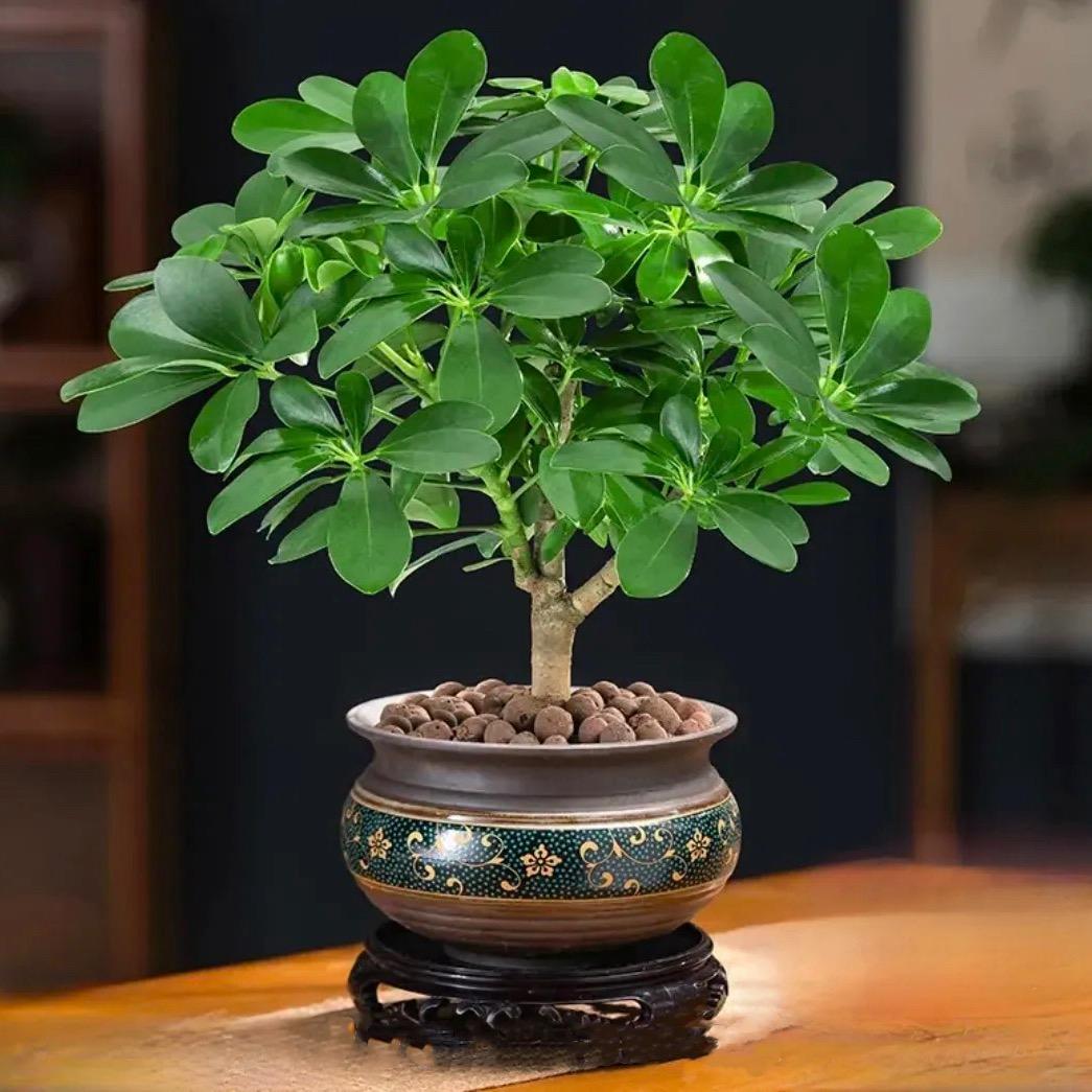 临窗听雨.