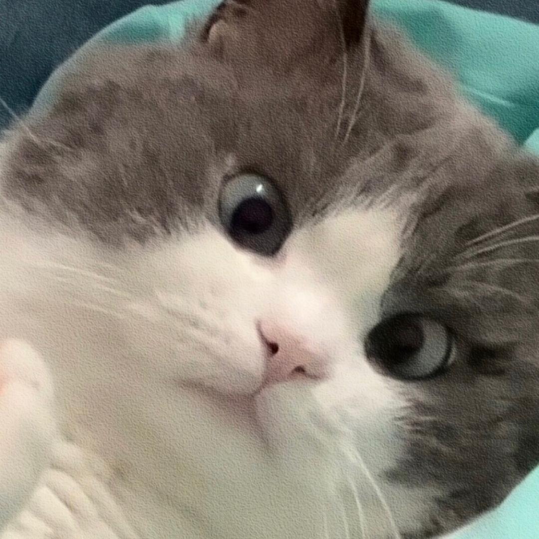 大吉的朋友圈🐱