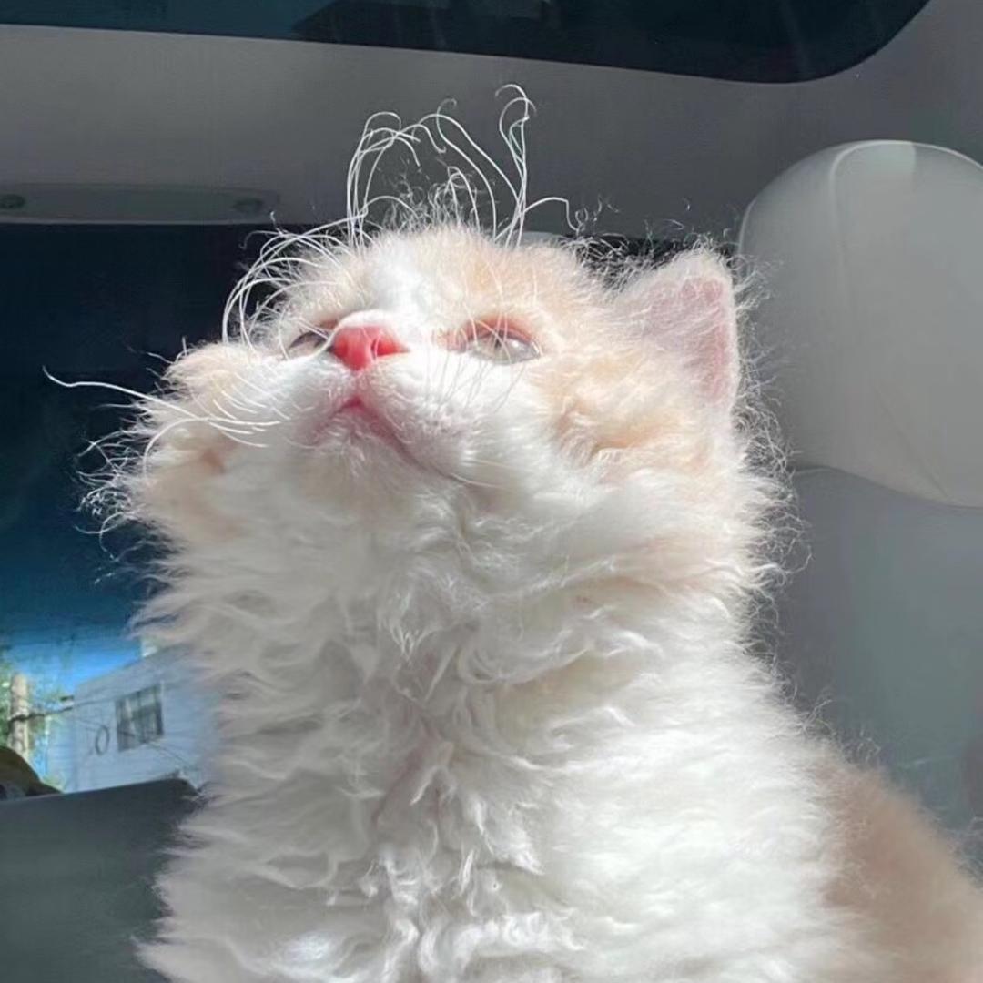 一颗葡萄干（衡阳接妆版