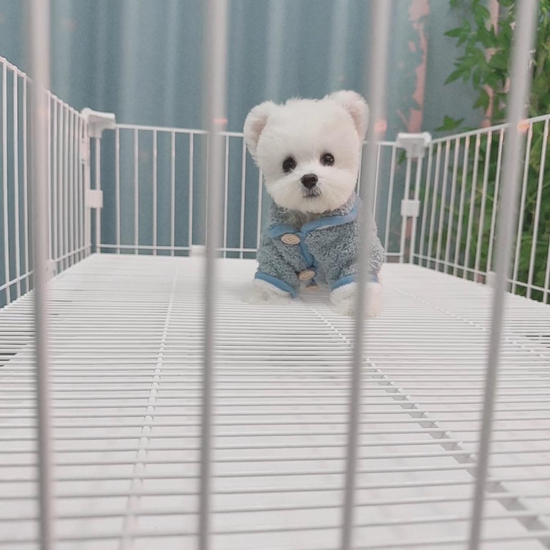 阿星家的灰泰迪，约克夏🐶