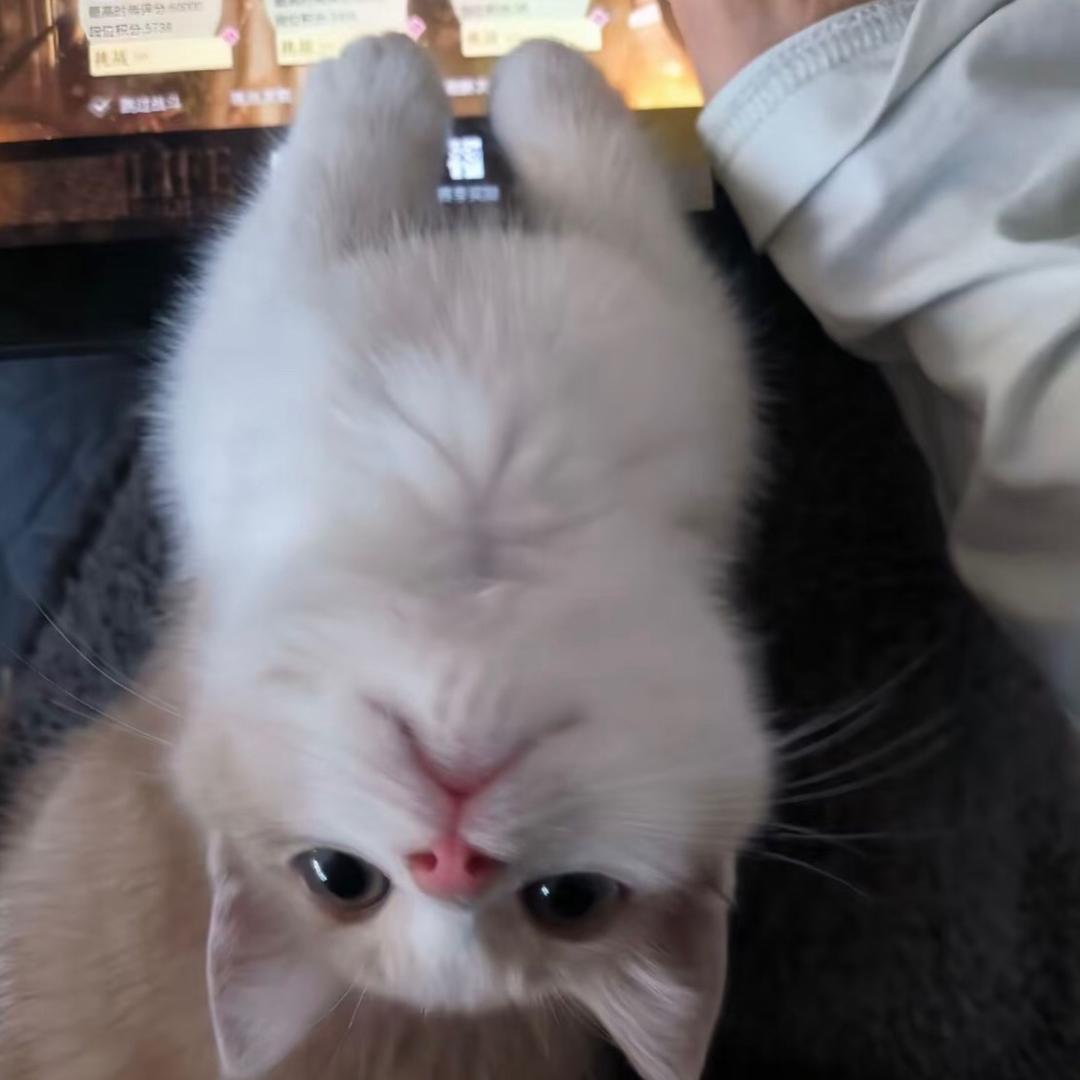 🐾呆帝