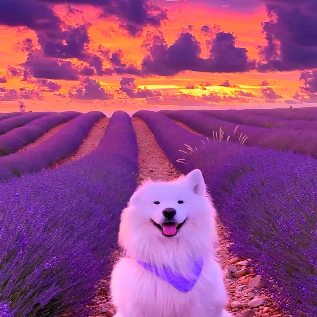 胖胖的老孙