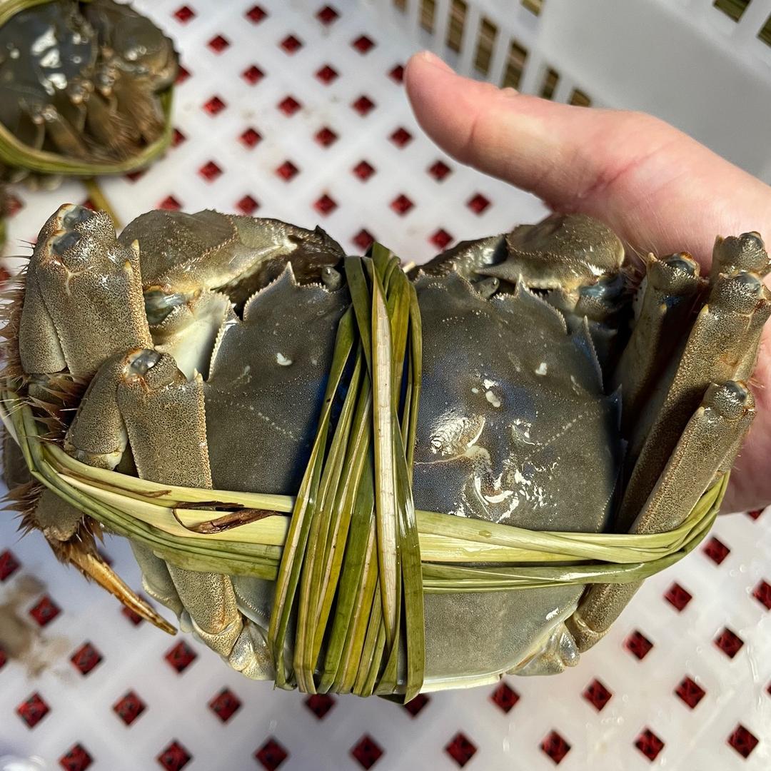 横走江湖阳澄湖大闸蟹