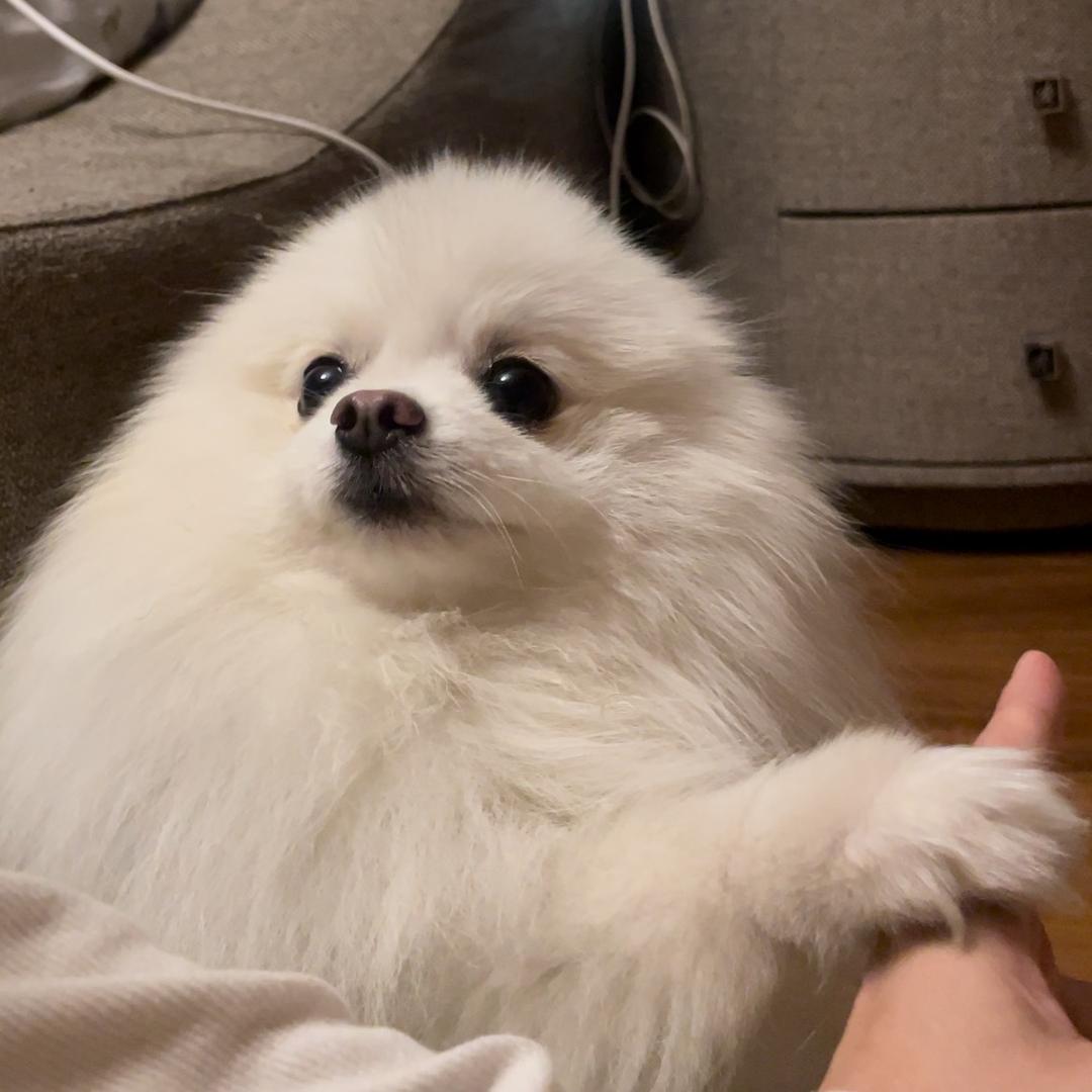 请给我一个蛋挞