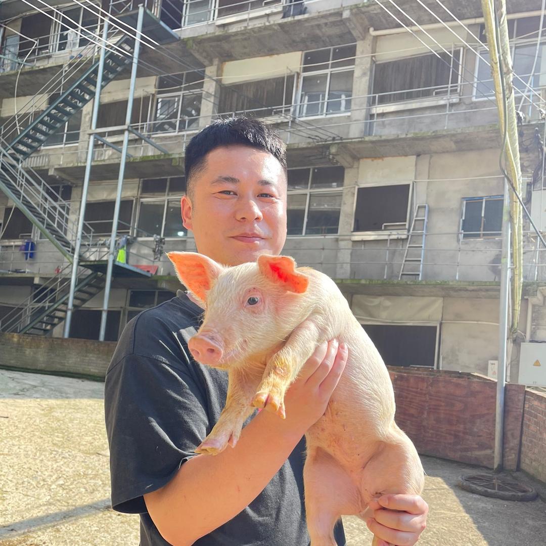 养猪的小东