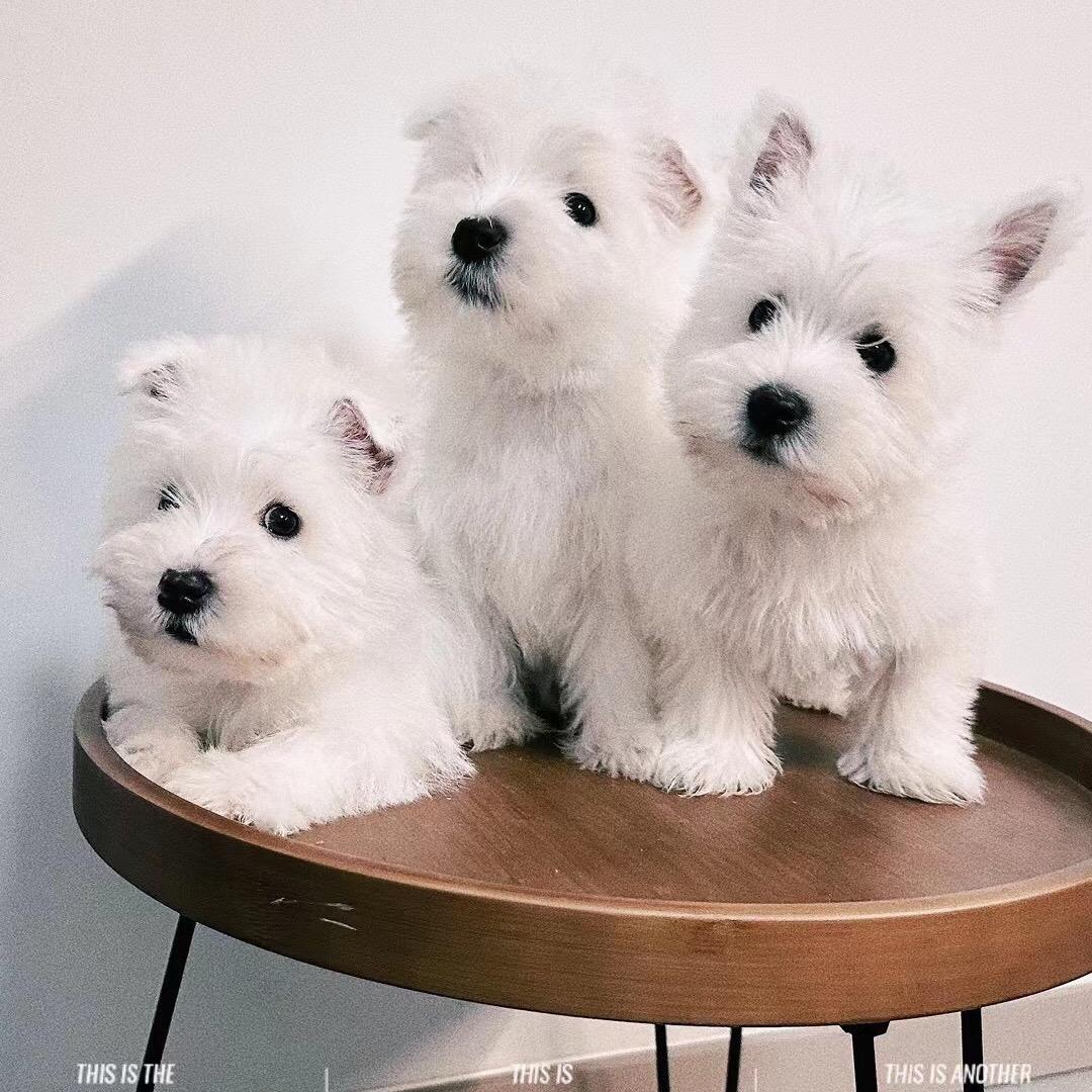 梅梅犬舍