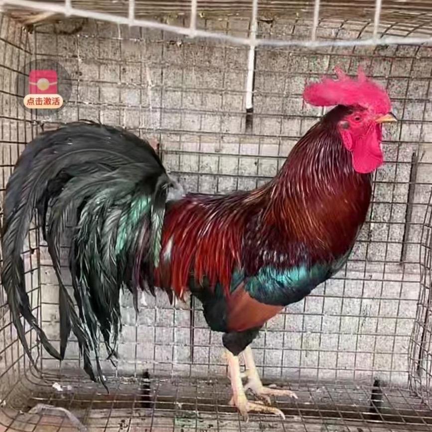 小黑土鸡