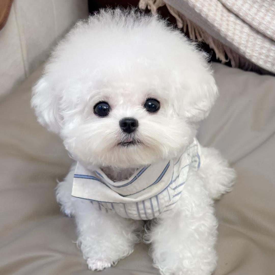 高乐多-(要🐶思聊）