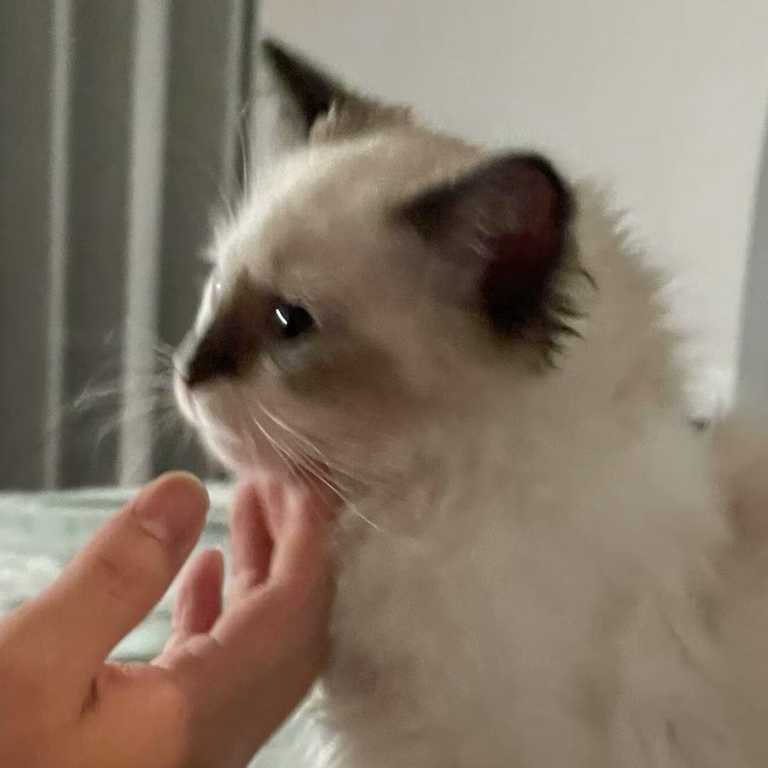 鱼