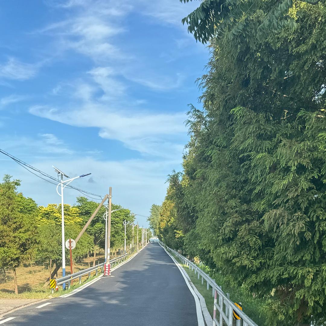 白杨白羊