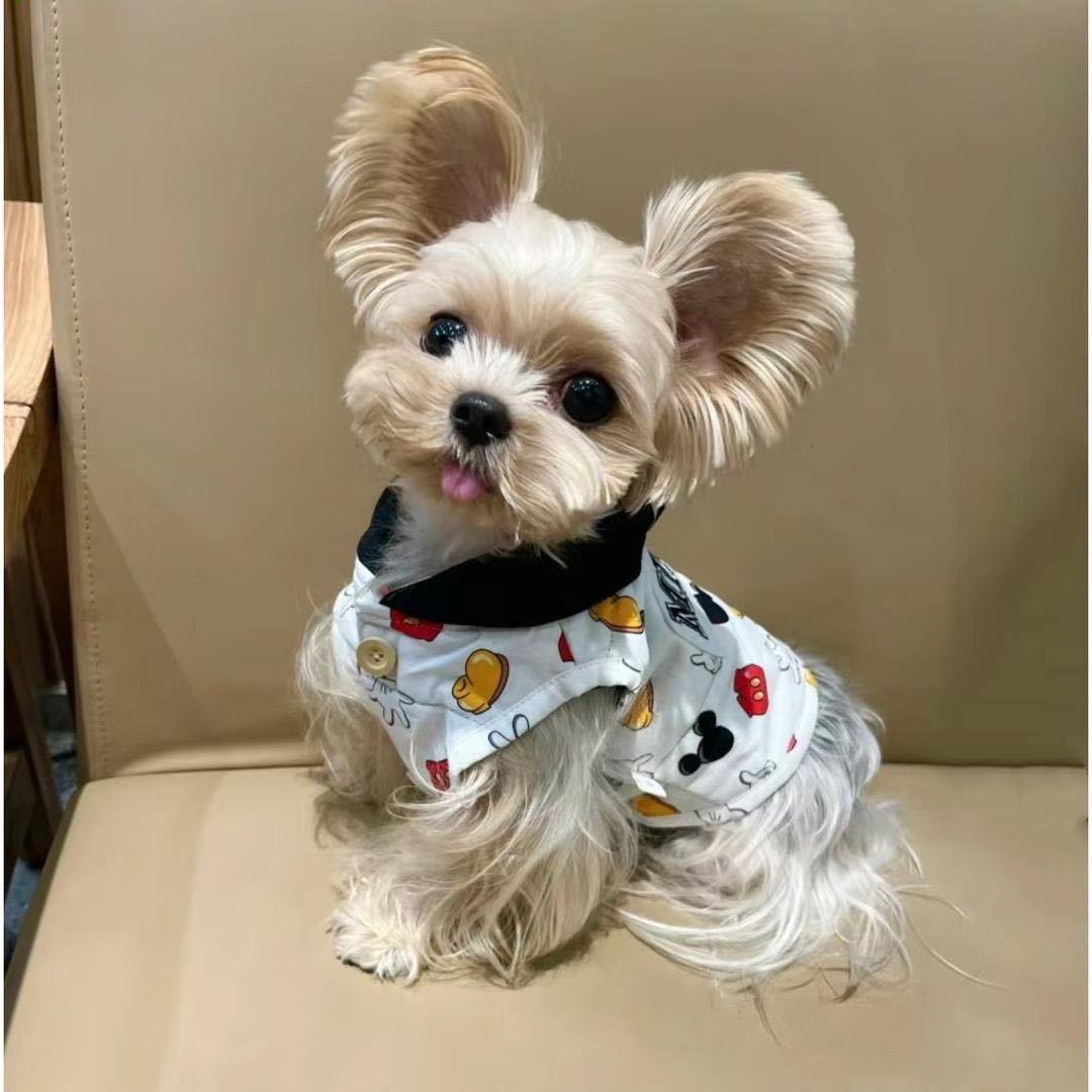 萌宠狗狗