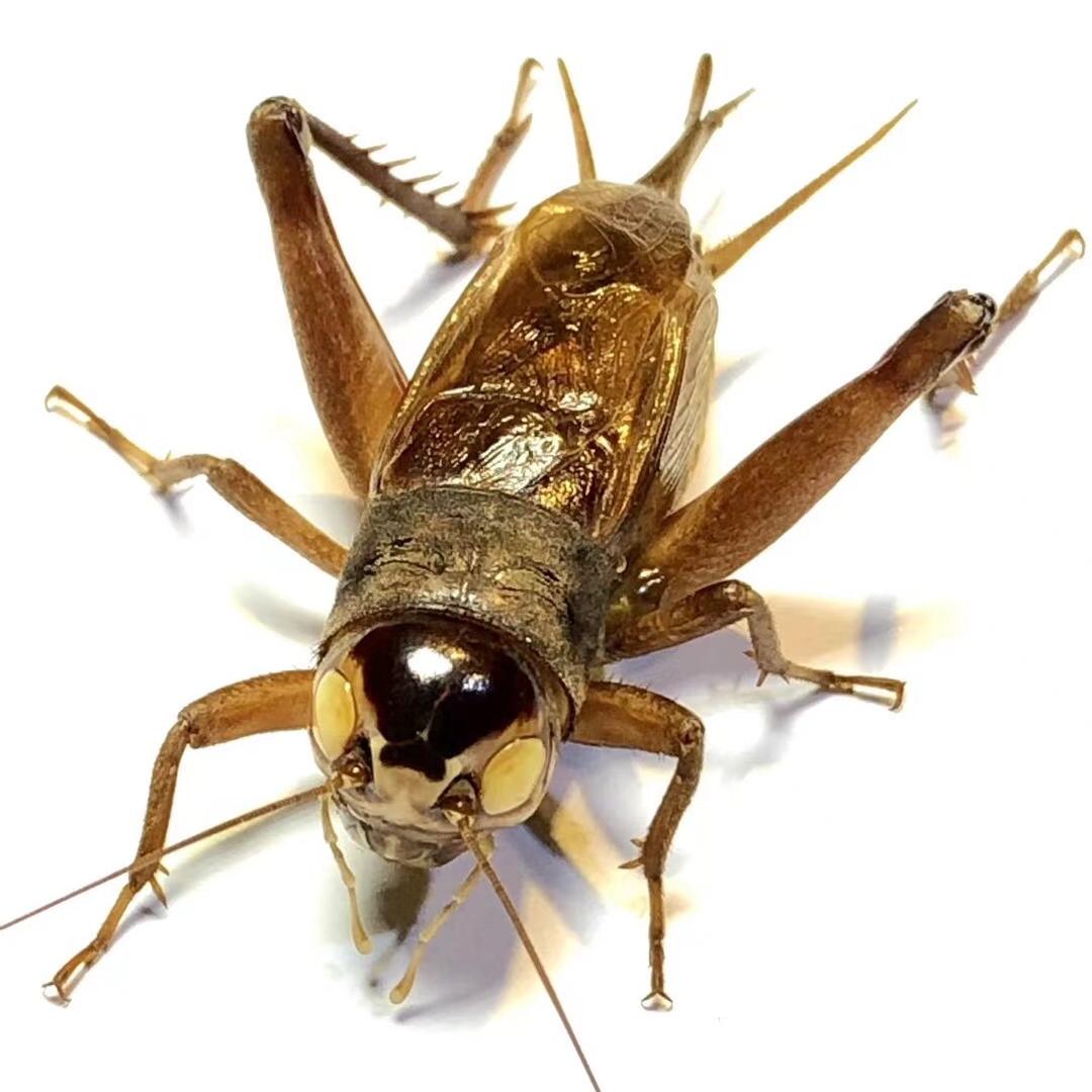 天津小姜鸣虫阁