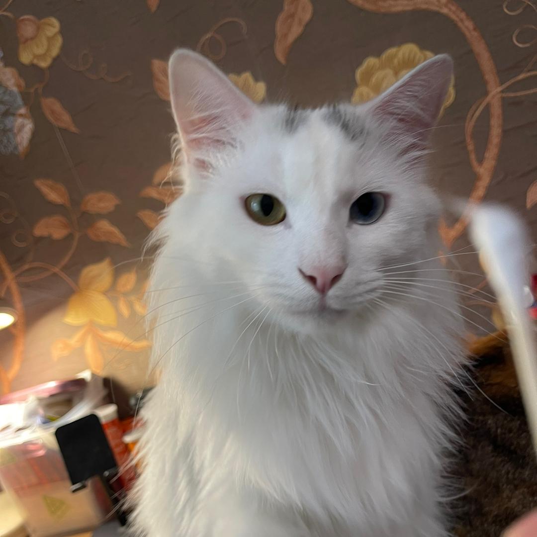 闲听落花🐾