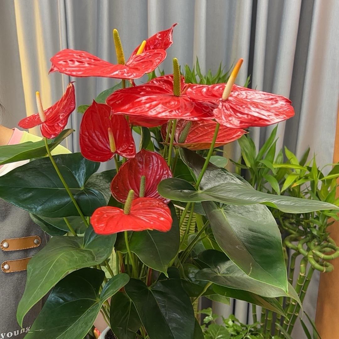 甜心花园🌺