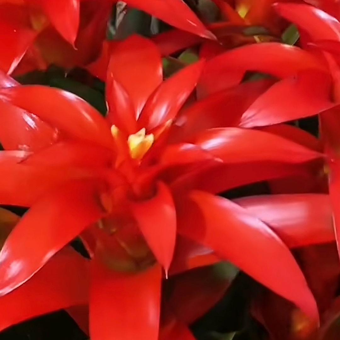 广东鸿运当头基地直发