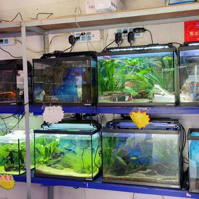 山东青岛市西海岸新区武夷山市场九禾水族花