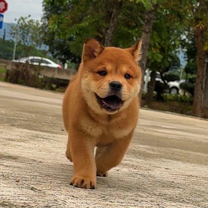 琥珀🐯