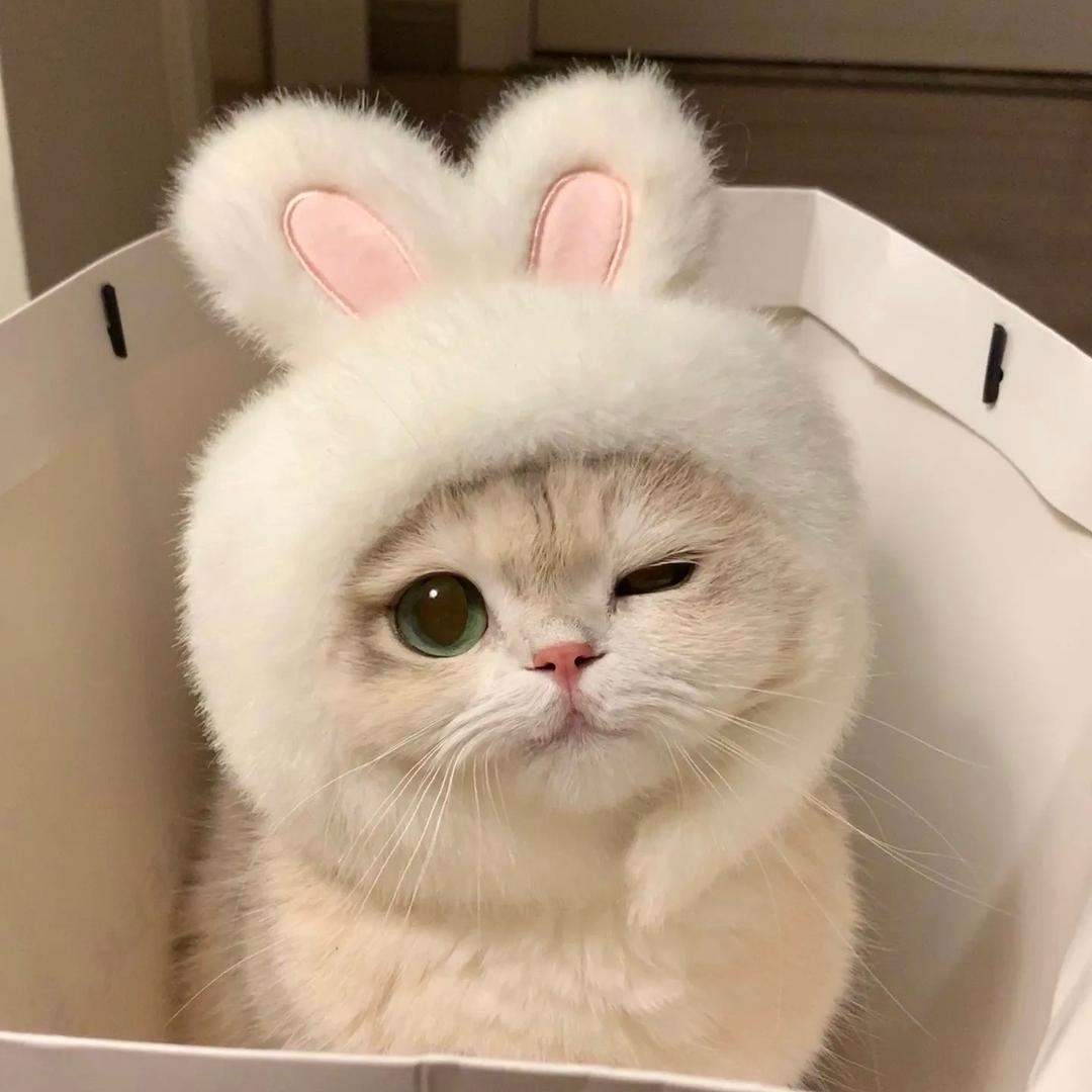 哲宇萌宠