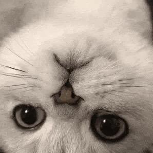 游戏情报局毛毛