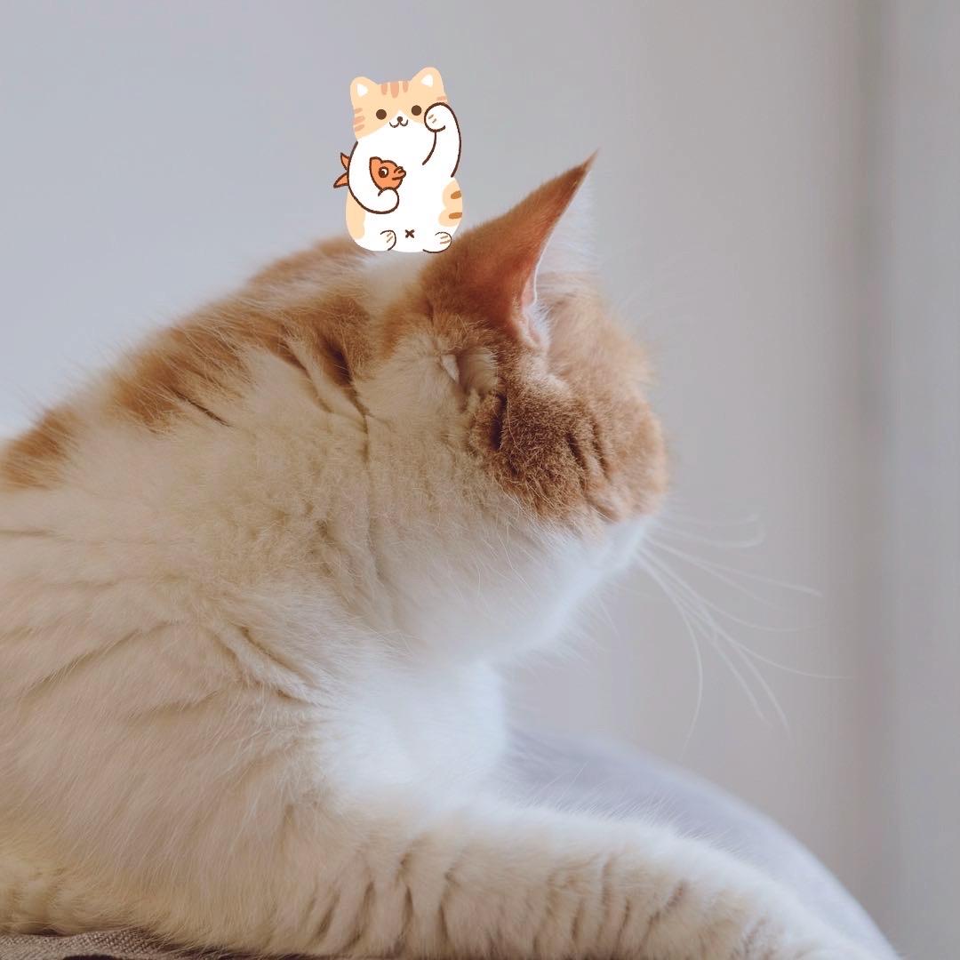 哦耶