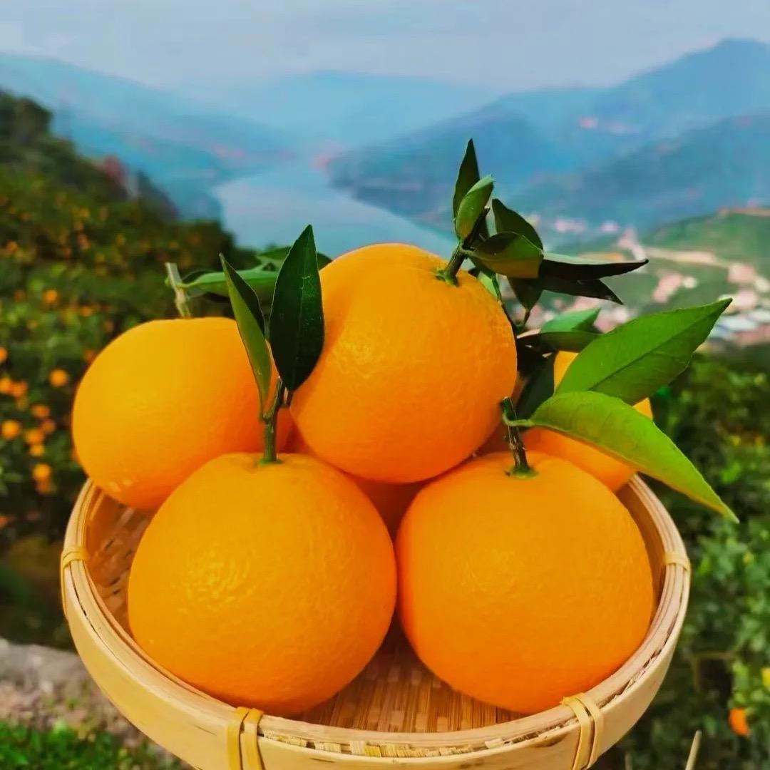 甄选生鲜！🍒🍇🍊🍍