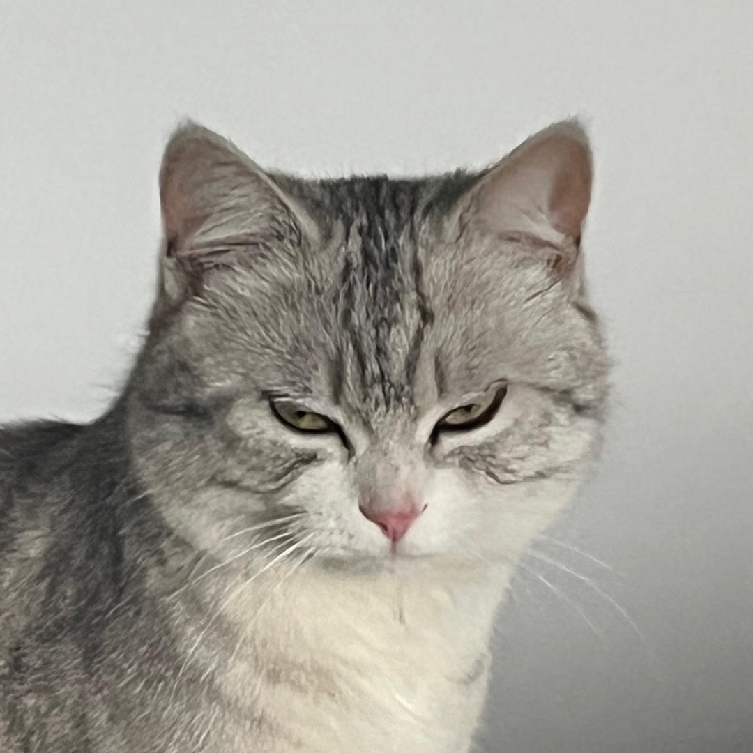 霸道总裁放肆爱