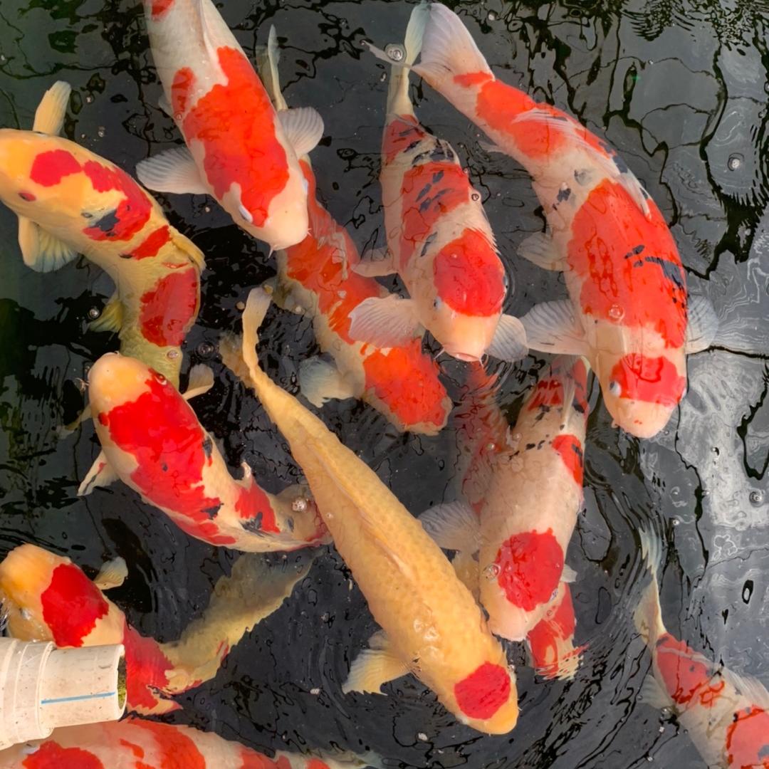 鱼小哥