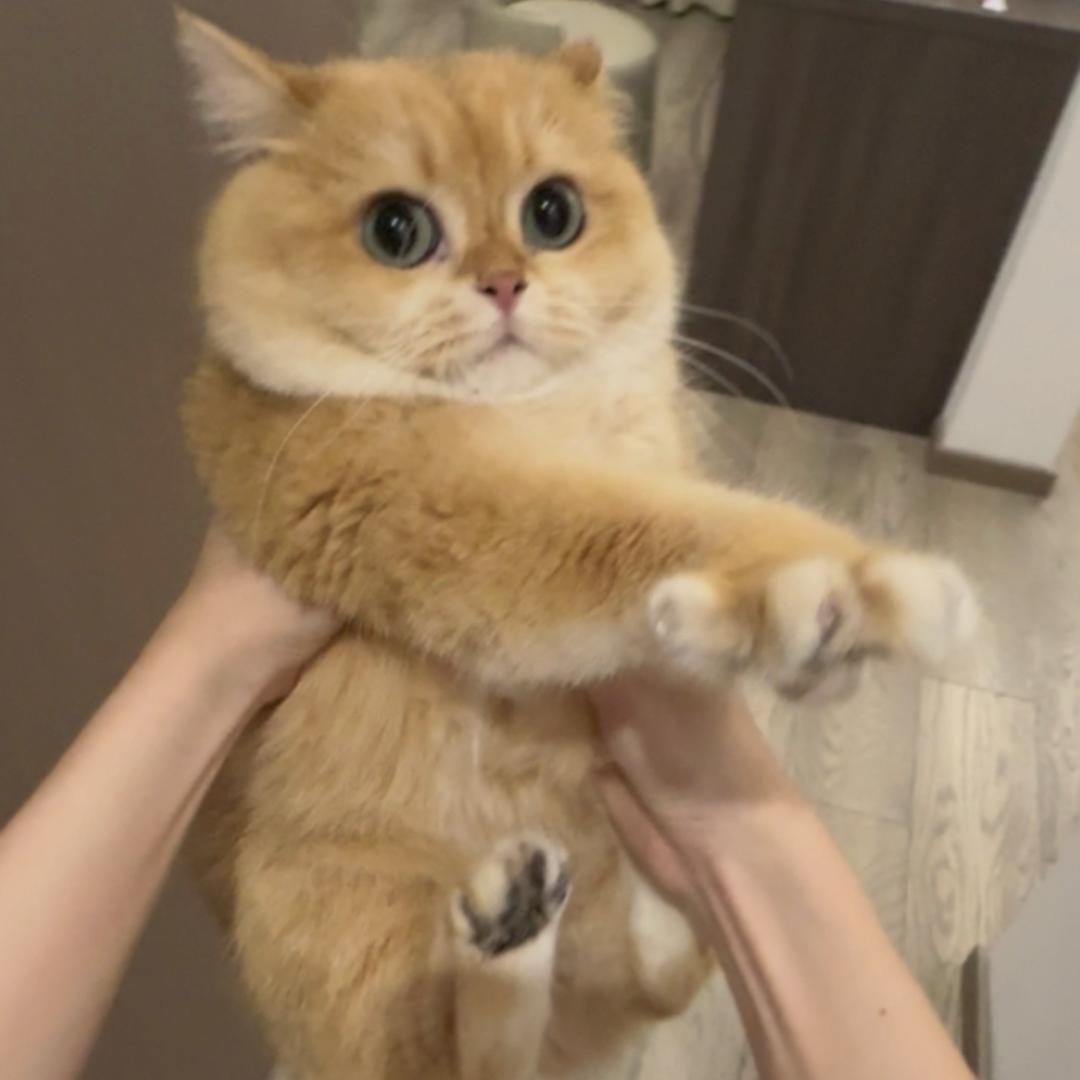 捣蛋豆腐