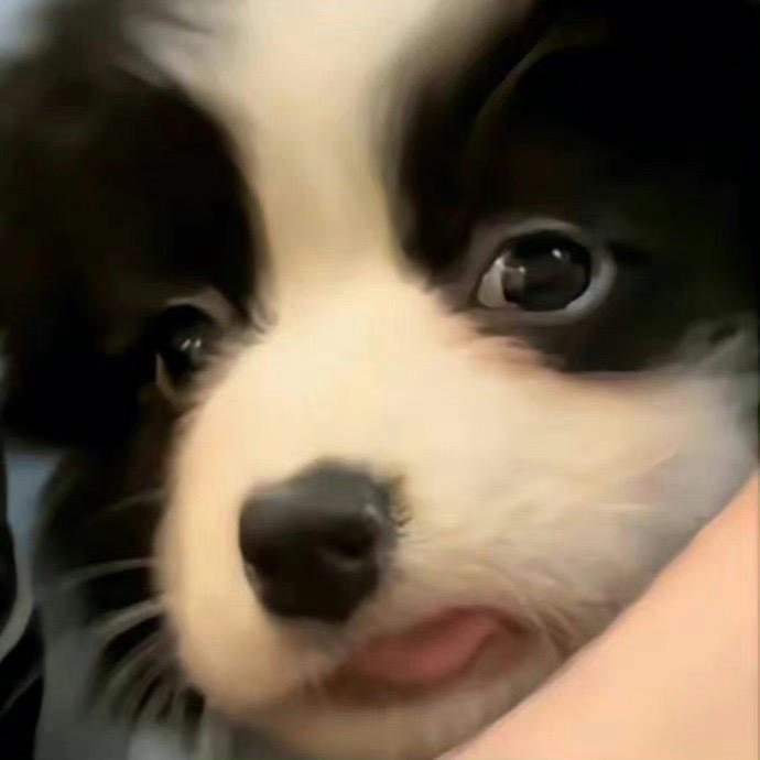 团团一米七吖仔