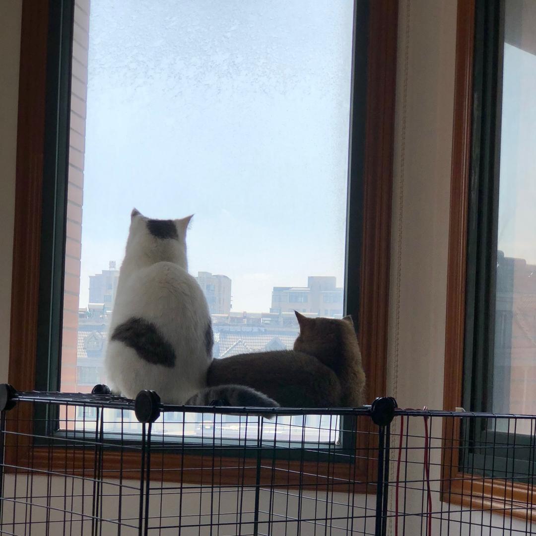 萌主